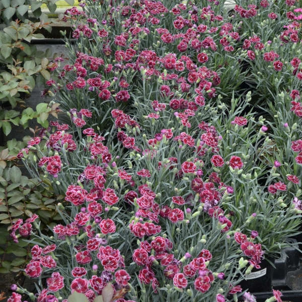Fruit Punch® 'Black Cherry Frost' Dianthus 6 Fruit Punch® 'Black Cherry Frost' Dianthus - Image 4