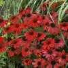 Sombrero® Salsa Red Coneflower 1 Sombrero® Salsa Red Coneflower -Plant Series 2c05fba40c4433cebf4b9b19d71a852f