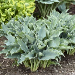 Shadowland® 'Waterslide' Hosta -Plant Series 2cd4c1b19f8358652dc0f5a422cfcb56