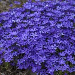 'Violet Pinwheels' Creeping Phlox -Plant Series 2dbab699641a718b378d2e1c01eabb5f