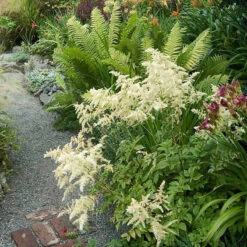 White Astilbe -Plant Series 300 1244 popup