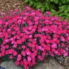 'Paint The Town Magenta' Dianthus -Plant Series 3035fef4087bef6df8cee08a866176f3