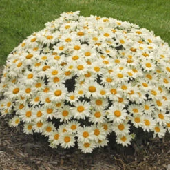 'Whoops-A-Daisy' Shasta Daisy -Plant Series 316b0418603545106797c3e91bf9b14a