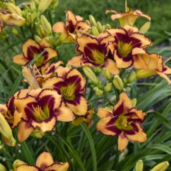 Rainbow Rhythm® 'Blazing Glory' Daylily -Plant Series 327e0ace949ee6b43ebc4a674319a7da