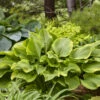 Shadowland® 'Lone Star' Hosta -Plant Series 3682d226644f26310824643c105c7a1a
