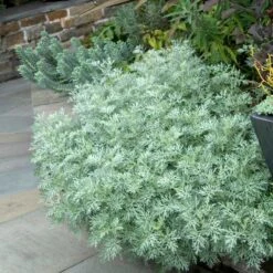 'Powis Castle' Wormwood -Plant Series 381 1453 popup
