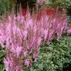 Dwarf Chinese Astilbe 9 Dwarf Chinese Astilbe -Plant Series 383 1191 popup sw
