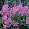 Dwarf Chinese Astilbe -Plant Series 383 1192 popup sw