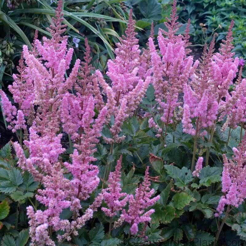 Dwarf Chinese Astilbe 3 Dwarf Chinese Astilbe
