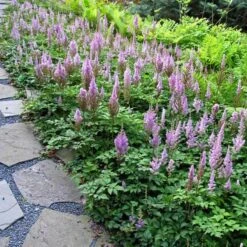 Dwarf Chinese Astilbe 8 Dwarf Chinese Astilbe -Plant Series 383 1193 popup sw