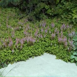 Dwarf Chinese Astilbe 10 Dwarf Chinese Astilbe -Plant Series 383 1381 popup sw