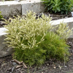 'Fairy Hair' Goatsbeard 7 'Fairy Hair' Goatsbeard -Plant Series 3843e0be22ede29c121287fd613c0698