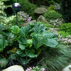 'Winterglut' Pigsqueak -Plant Series 384 1170 popup