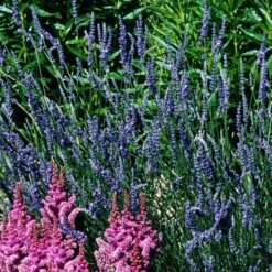 'Grosso' Lavender 14 'Grosso' Lavender -Plant Series 410 1184 popup sw