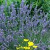 'Grosso' Lavender 1 'Grosso' Lavender -Plant Series 410 1185 popup sw