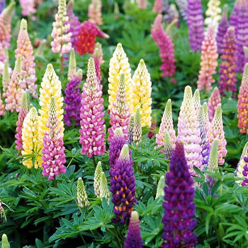Lupine - Mixed Colors 3 Lupine - Mixed Colors