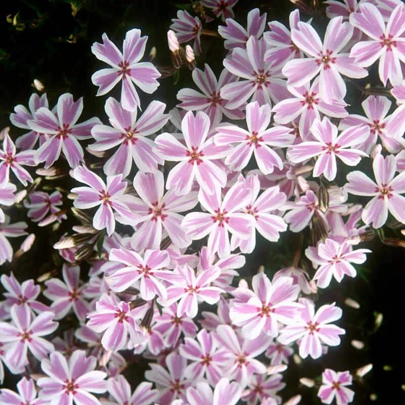 'Candy Stripe' Creeping Phlox 3 'Candy Stripe' Creeping Phlox
