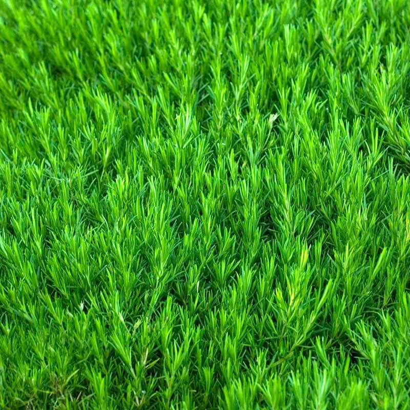 'Candy Stripe' Creeping Phlox 4 'Candy Stripe' Creeping Phlox - Image 2