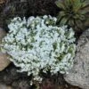'Snowflake' Creeping Phlox 2 'Snowflake' Creeping Phlox -Plant Series 417 1313 popup sw