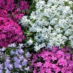 'Snowflake' Creeping Phlox 6 'Snowflake' Creeping Phlox -Plant Series 417 1314 popup sw