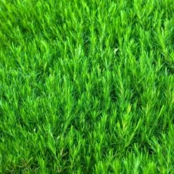 'Snowflake' Creeping Phlox 7 'Snowflake' Creeping Phlox -Plant Series 417 1315 popup sw