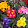 Crescendo® Mixed Primrose 1 Crescendo® Mixed Primrose -Plant Series 419 1318 popup