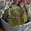 'Jeanne D'Arc' Hens & Chicks 1 'Jeanne D'Arc' Hens & Chicks -Plant Series 429 1888 popup