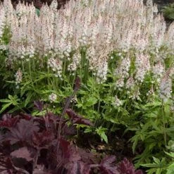 'Sugar & Spice' Foamflower -Plant Series 42 1475 popup