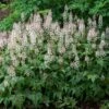 'Sugar & Spice' Foamflower -Plant Series 42 1477 popup