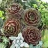 'Rocknoll Rosette' Hens & Chicks -Plant Series 435 1599 popup