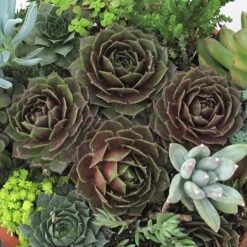 'Rocknoll Rosette' Hens & Chicks -Plant Series 435 1600 popup