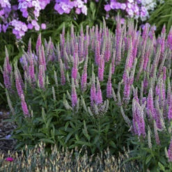 Magic Show® 'Pink Potion' Spike Speedwell 8 Magic Show® 'Pink Potion' Spike Speedwell -Plant Series 43a3b7a27fd4e4d1b3b17da66e5c1a78