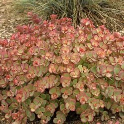October Daphne Stonecrop -Plant Series 441 1375 popup sw