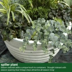 October Daphne Stonecrop -Plant Series 441 2400 popup sw