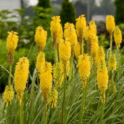 Pyromania™ 'Solar Flare' Red Hot Poker -Plant Series 444c64f888631f0f66000df74a63ca08