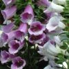 'Giant Shirley' Foxglove -Plant Series 446 1205 popup