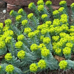 Donkey Tail -Plant Series 447 1209 popup