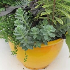 Plant Series -Plant Series 447 1848 popup