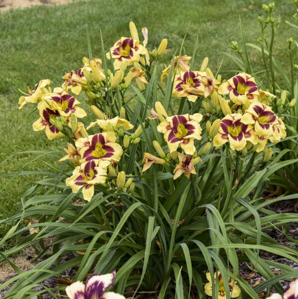 Rainbow Rhythm® 'Star Of The North' Daylily 3 Rainbow Rhythm® 'Star Of The North' Daylily