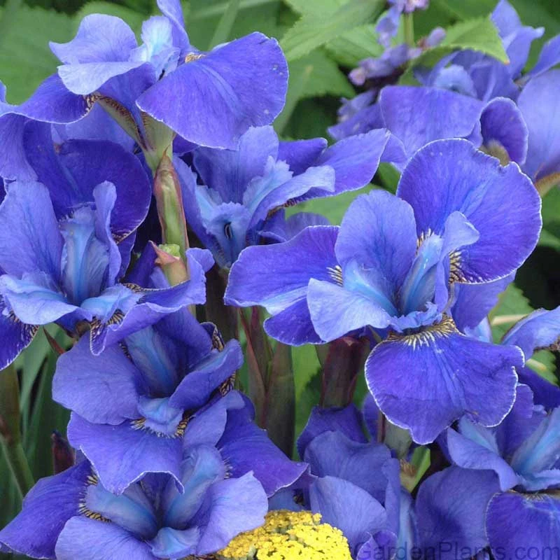 'Silver Edge' Siberian Iris 3 'Silver Edge' Siberian Iris