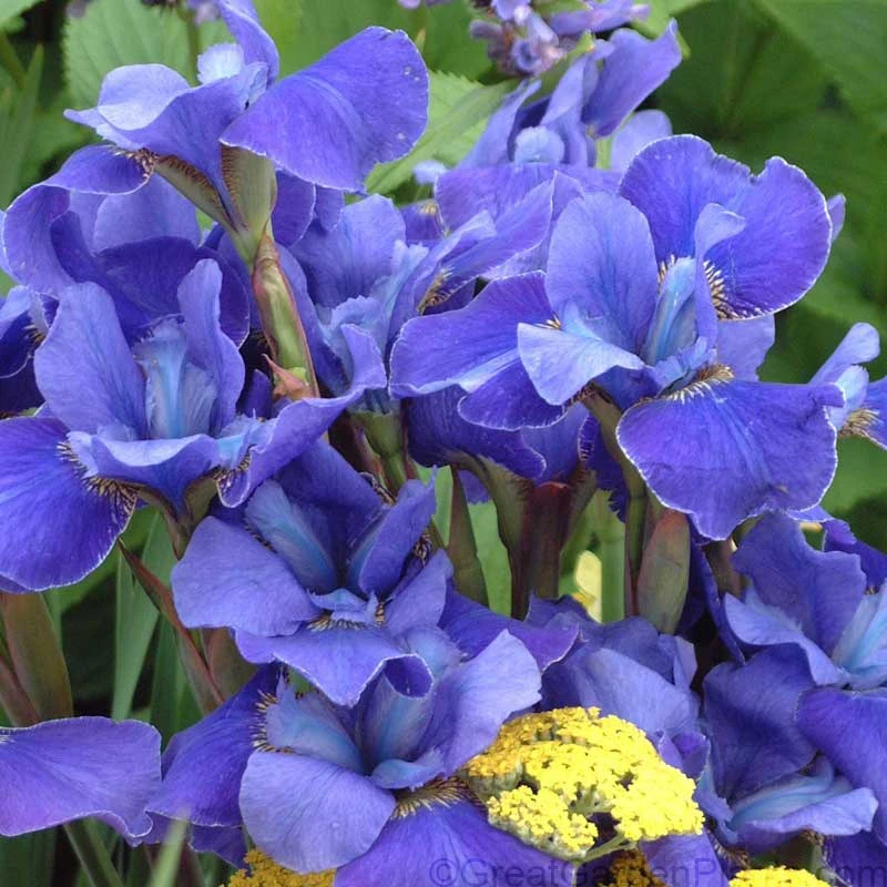 'Silver Edge' Siberian Iris 4 'Silver Edge' Siberian Iris - Image 2