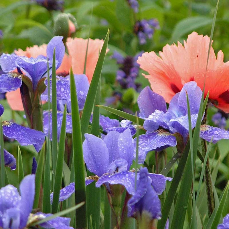 'Silver Edge' Siberian Iris 6 'Silver Edge' Siberian Iris - Image 4