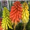 'Flamenco' Red Hot Poker -Plant Series 458 1289 popup sw