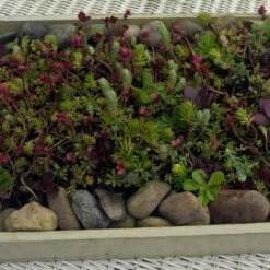 SedumSod® Mini Mats -Plant Series 488 1580