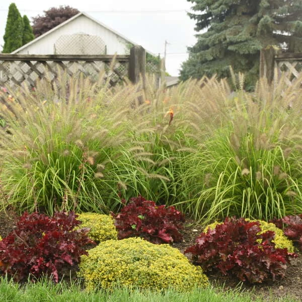 Prairie Winds® 'Lemon Squeeze' Fountain Grass 4 Prairie Winds® 'Lemon Squeeze' Fountain Grass - Image 2