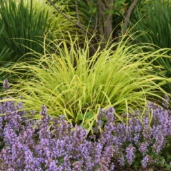 Prairie Winds® 'Lemon Squeeze' Fountain Grass 8 Prairie Winds® 'Lemon Squeeze' Fountain Grass -Plant Series 497Pennisetumalopecuroides LemonSqueeze 2