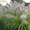 Prairie Winds® 'Lemon Squeeze' Fountain Grass -Plant Series 497Pennisetumalopecuroides LemonSqueeze 3