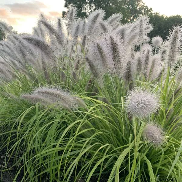 Prairie Winds® 'Lemon Squeeze' Fountain Grass 3 Prairie Winds® 'Lemon Squeeze' Fountain Grass