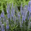 Magic Show® 'Ever After' Spike Speedwell -Plant Series 498Veronica EverAfter 2