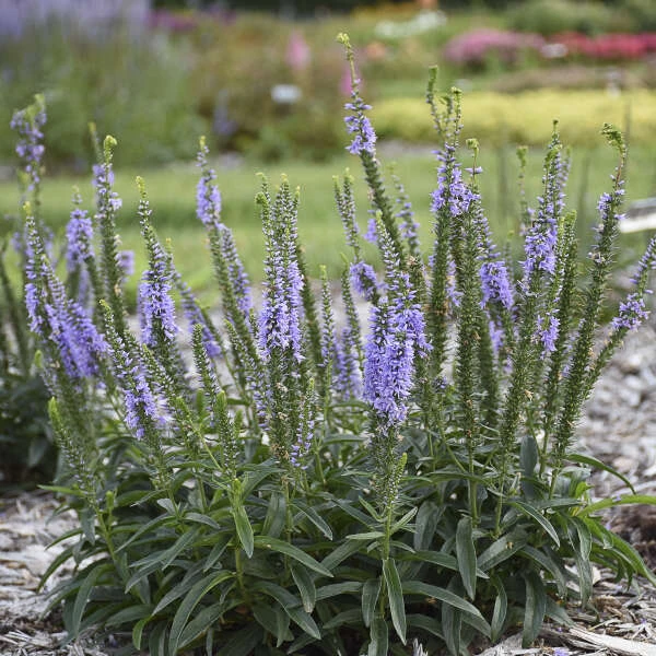 Magic Show® 'Ever After' Spike Speedwell 5 Magic Show® 'Ever After' Spike Speedwell - Image 3